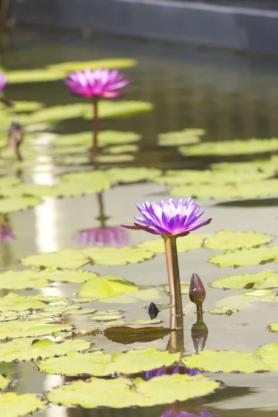 Lírios de água em uma lagoa — Fotografia de Stock