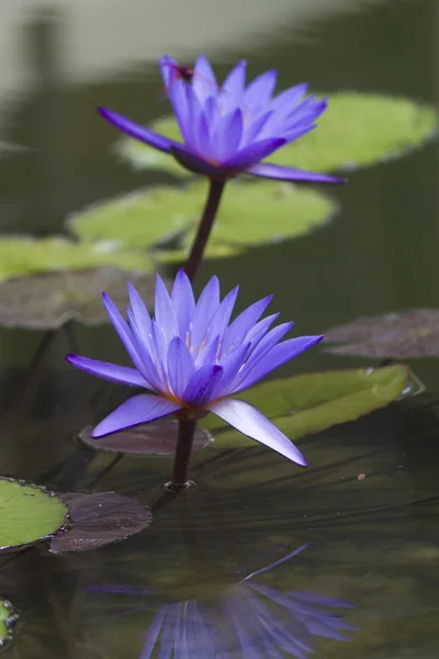 Lírios de água em uma lagoa — Fotografia de Stock