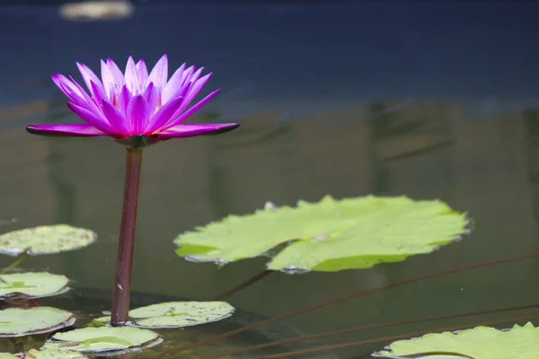 Waterlelies in een vijver — Stockfoto