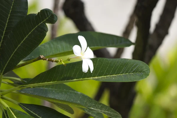 Mooie tropische bloemen — Stockfoto