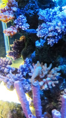 Akvaryumdaki balıklar