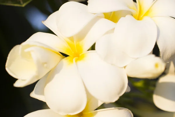 美しい熱帯の花 — ストック写真