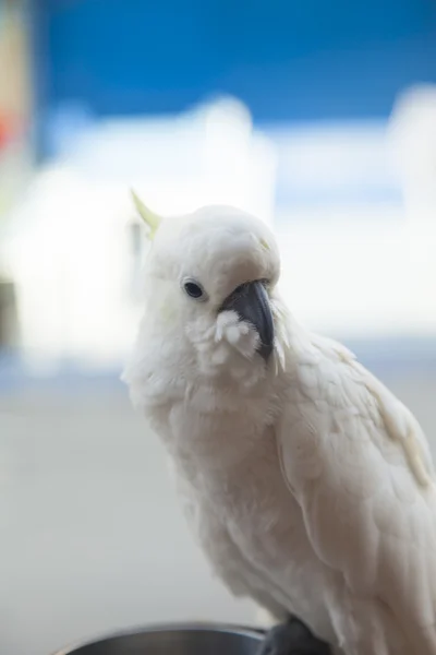 Stora vita papegoja — Stockfoto