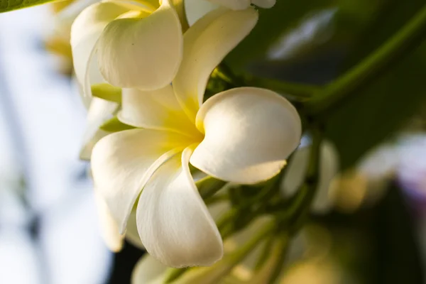 Красиві тропічні квіти — стокове фото