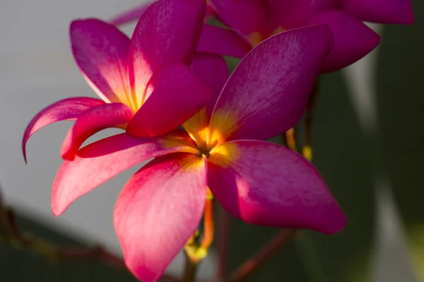 Schöne tropische Blumen — Stockfoto