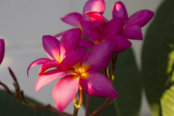 Schöne tropische Blumen — Stockfoto