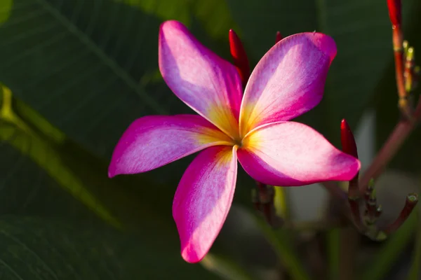 Mooie tropische bloemen — Stockfoto