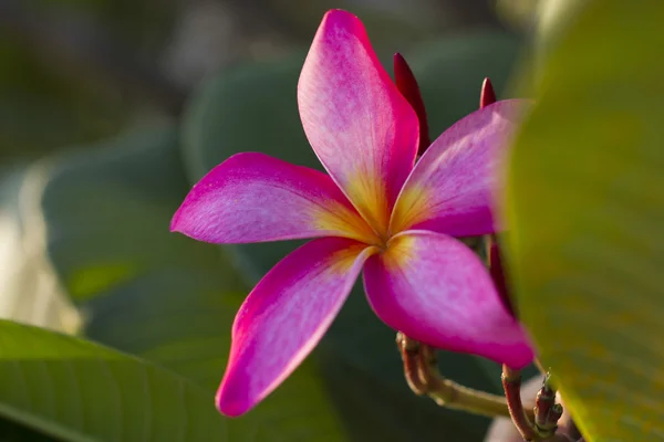 Mooie tropische bloemen — Stockfoto