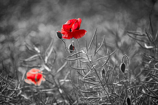 Beautiful red corn poppy flowers on black and white background. Remembrance day concept