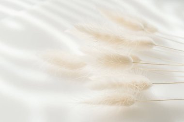 Gri arka planda kahverengi tavşancık kuyruğu otu, kopyalama alanı, kurutulmuş lagurus otu