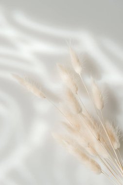 Gri arka planda kahverengi tavşancık kuyruğu otu, kopyalama alanı, kurutulmuş lagurus otu