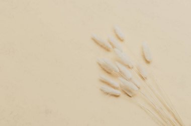 Bej arka planda kahverengi tavşancık kuyruğu çimeni, fotokopi alanı, kurutulmuş lagurus otu