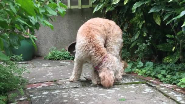 Cockapoo Cockerpoo Собака Вынюхивает Исследует Снаружи — стоковое видео