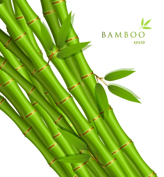 Fond avec du bambou vert — Image vectorielle