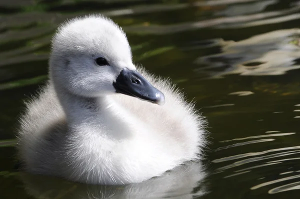 Nadýchané kuřátka Swan — Stock fotografie