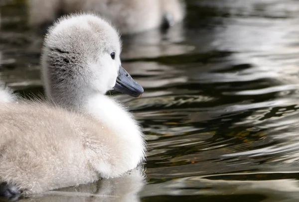 Nadýchané kuřátka Swan — Stock fotografie