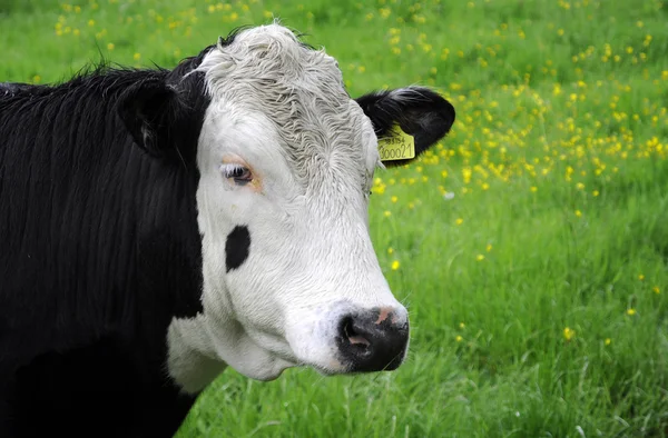 Toro blanco y negro en el campo — Foto de Stock