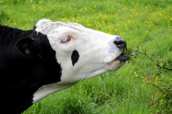 Toro blanco y negro en el campo —  Fotos de Stock