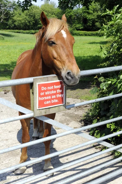 Cavalo em pé no portão com sinal de aviso — Fotografia de Stock