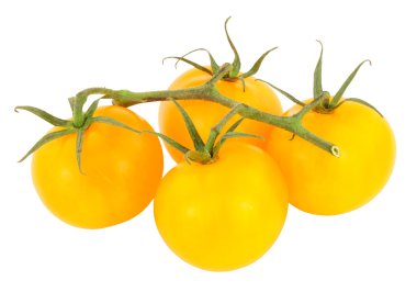 Amber domates taze asma olgunlaştı