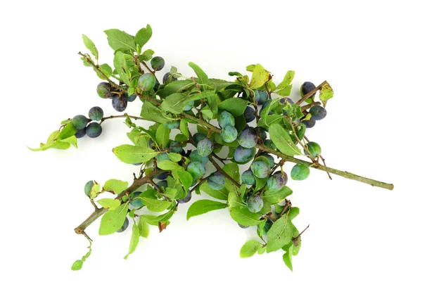 黑荆棘中用来做树懒杜松子酒和果酱的树莓 — 图库照片