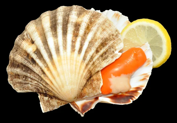 Raw King Scallop Clam — Stock Photo, Image