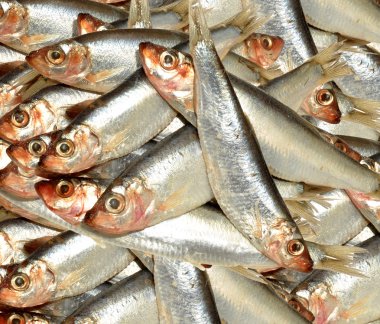 Taze balık Sprat arka plan
