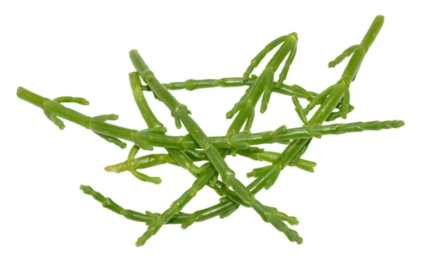 Fresh Marsh Samphire — Stock Photo, Image