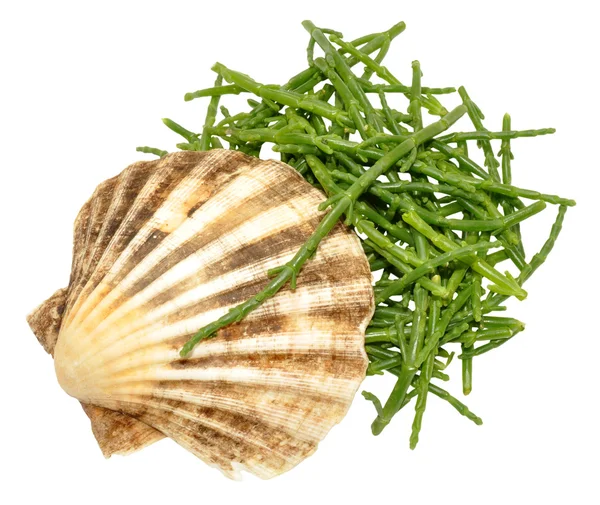 Verse Marsh Samphire — Stockfoto