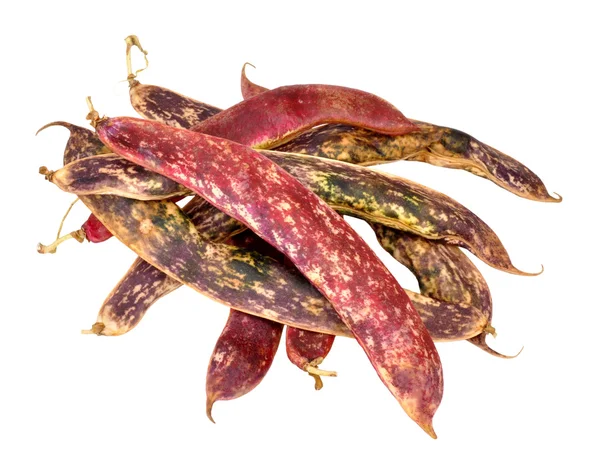 Borlotti Beans And Pods — Stock Photo, Image