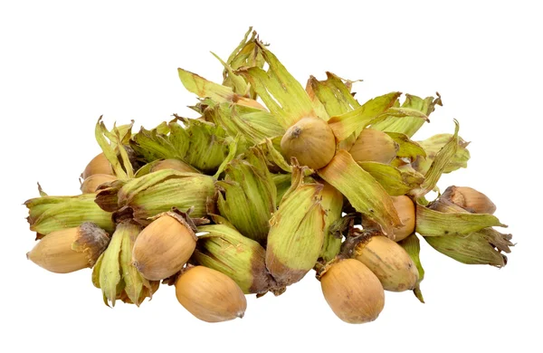 Cobnuts izolované na bílém pozadí — Stock fotografie