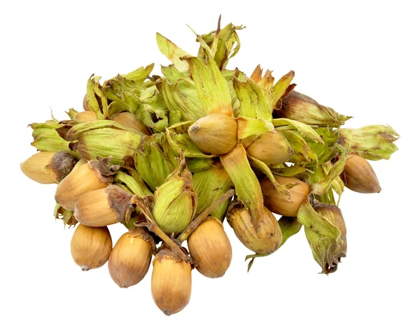 Cobnuts izolované na bílém pozadí — Stock fotografie