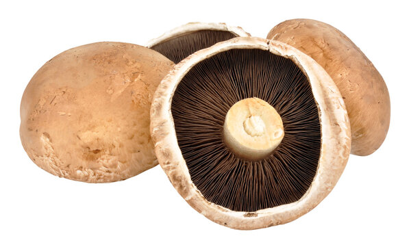 Large portobello Mushrooms