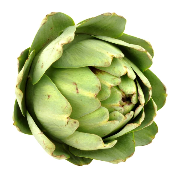 Artichoke Globe Segar — Stok Foto