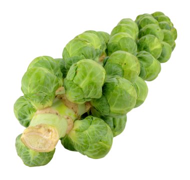 Brüksel lahanası izole