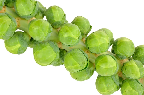 Brussels Sprouts Isolated — Stock Photo, Image