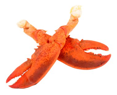 Taze pişmiş pembe ıstakoz pençe