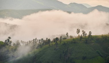Chiangmai, Tayland 'daki Pa Bong Piang pirinç tarlasında sabah sisi.