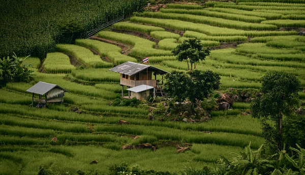 Paesaggio Della Risaia Bong Piang Chaingmai Thailandia — Foto Stock