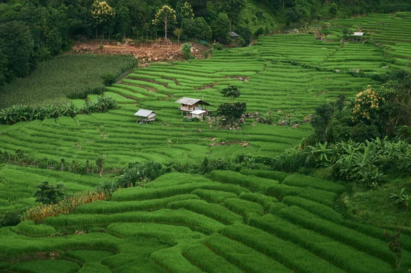 Ландшафт Рисового Поля Бонг Пьянг Чайнгмае Таиланд — стоковое фото