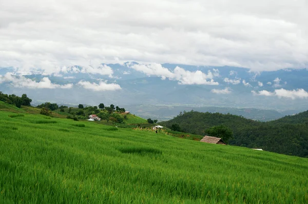 Ландшафт Рисового Поля Бонг Пьянг Чайнгмае Таиланд — стоковое фото