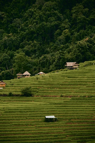 Paesaggio Della Risaia Bong Piang Chaingmai Thailandia — Foto Stock