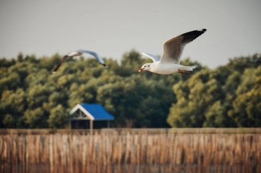 Bang Pu Dinlenme Merkezi 'nde Tayland körfezi üzerinde süzülen martılar.