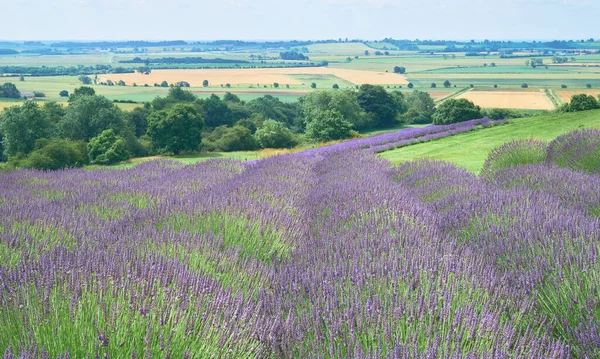 Het Landschap Van Lavendelveld Zonnige Dag Gelegen Yorkshire Rechtenvrije Stockfoto's