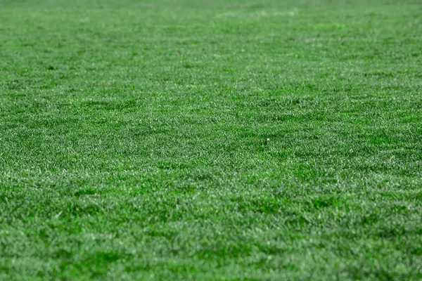 Green lawn, grass. — Stock Photo, Image