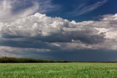 Buğday alan, yatay.