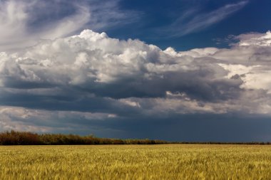 Buğday alan, yatay.