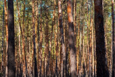 Yoğun bir ormanda çam ağaçlarının gövdeleri, yakın çekimde kütüklerin dokusu..