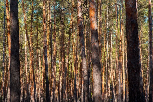 Yoğun bir ormanda çam ağaçlarının gövdeleri, yakın çekimde kütüklerin dokusu..