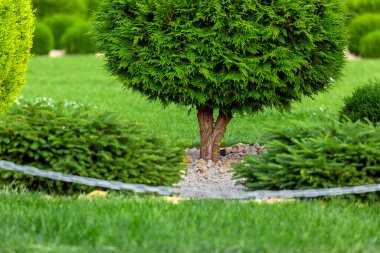 Bahçede yontulmuş yeşil thuja ağacı taştan saman ve bahçesinde yeşil çimenler, bahçe çiti şeklinde bir zincir..
